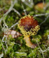 Neobarya agaricicola