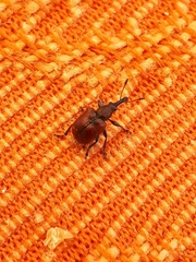 Tatianaerhynchites aequatus