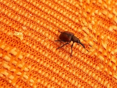 Tatianaerhynchites aequatus