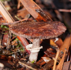 Lepiota haemorrhagica