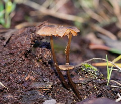 Entoloma readiae