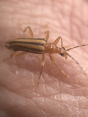 Metacmaeops vittata