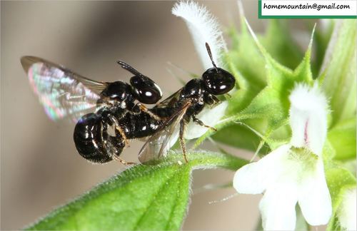 Ceratina iwatai