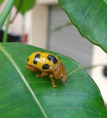Podontia affinis