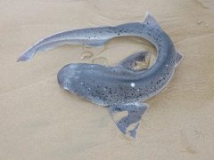 Notorynchus cepedianus