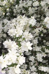Jasminum grandiflorum