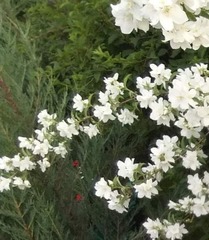 Jasminum grandiflorum