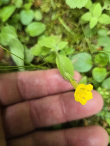 Erythranthe ptilota (Erythranthe ptilota)