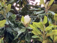 Magnolia grandiflora
