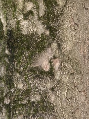 Magnolia grandiflora