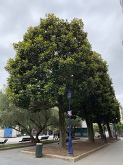 Magnolia grandiflora