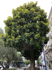 Magnolia grandiflora