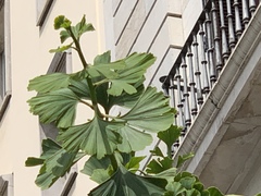 Ginkgo biloba