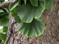 Ginkgo biloba