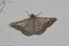 Frederickia disparcata