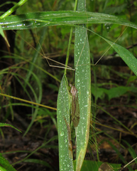 Brachypremna dispellens