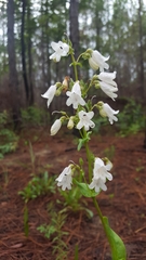 Penstemon multiflorus