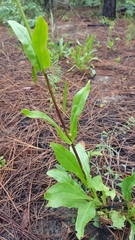 Penstemon multiflorus