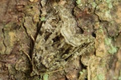 Protodeltote muscosula