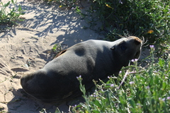 Arctocephalus tropicalis