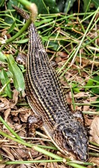 Broadleysaurus major