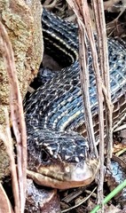 Broadleysaurus major