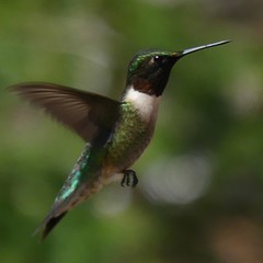 Archilochus colubris