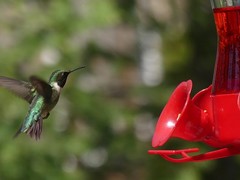 Archilochus colubris