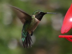 Archilochus colubris