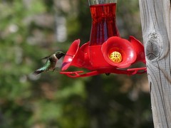 Archilochus colubris