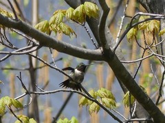 Archilochus colubris