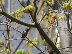 Archilochus colubris