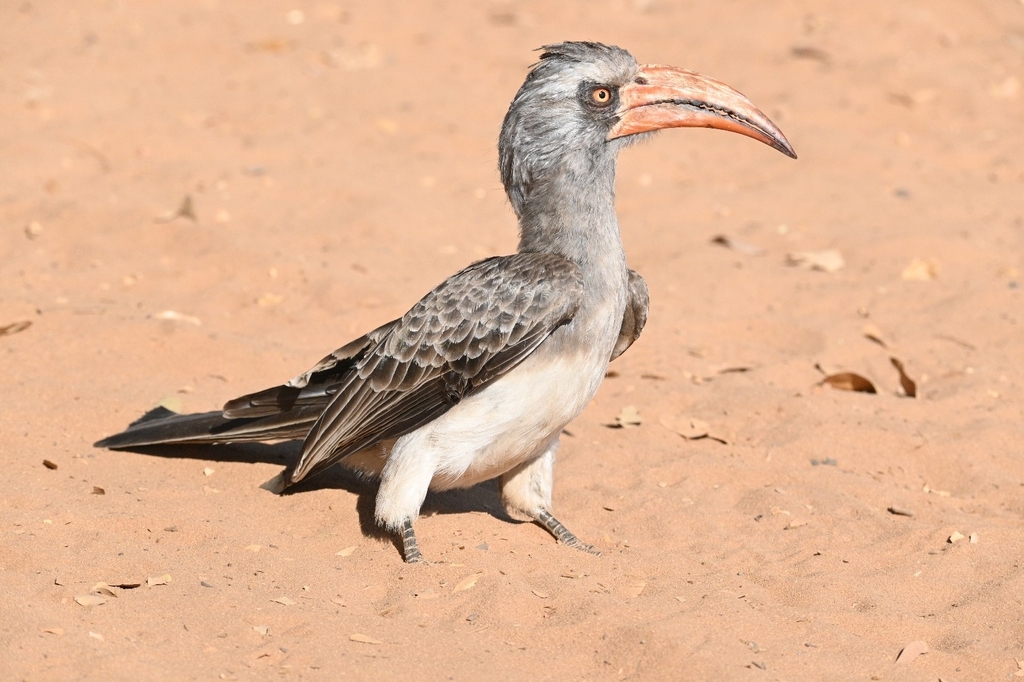 Bradfield's Hornbill photo
