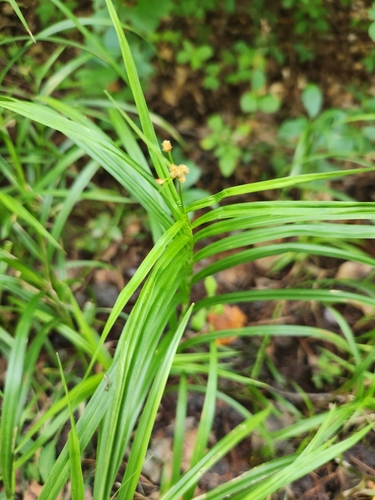 Image of Scirpus polyphyllus by (c) Alex Zorach, some rights reserved (CC BY)