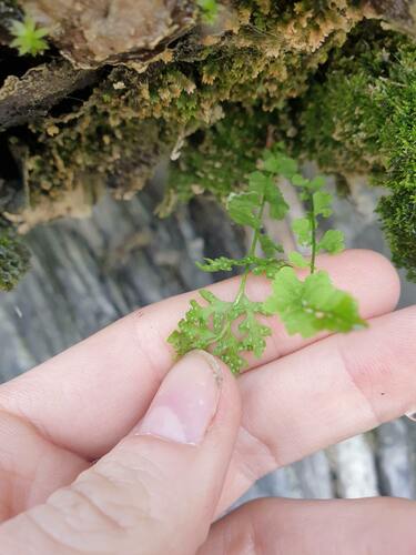 Smooth woodsia (Woodsia glabella)
