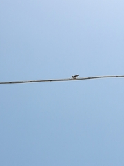 Hirundo rustica
