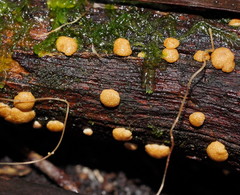 Trichoderma nothescens