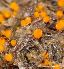 Cheilymenia raripila