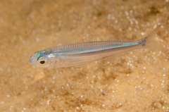 Atherinomorus vaigiensis