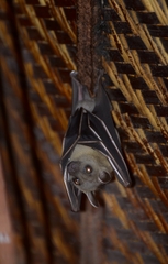Cynopterus sphinx