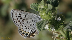 Plebulina emigdionis