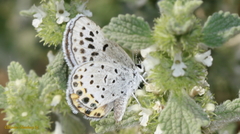 Plebulina emigdionis