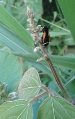 Hemithyrsocera vittata