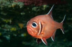 Trachichthys australis