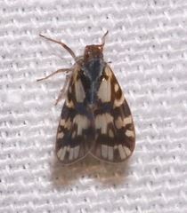 Image of Bothriocera cognita