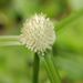 Whitehead Spikesedge - Photo (c) allen83059, some rights reserved (CC BY-NC), uploaded by allen83059