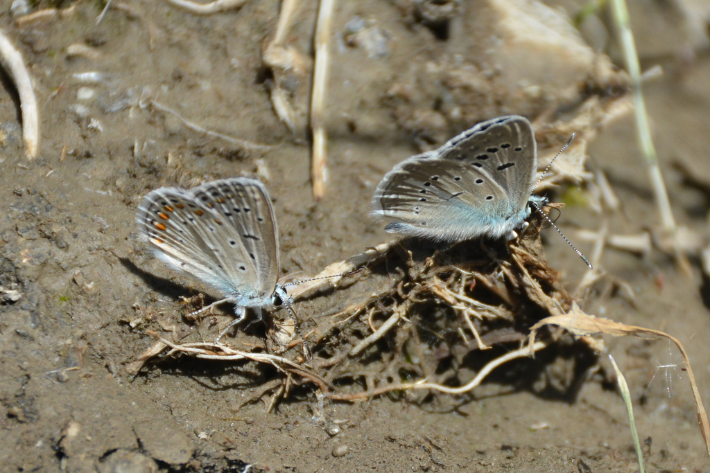 Polyommatus damon