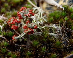 Cladonia didyma