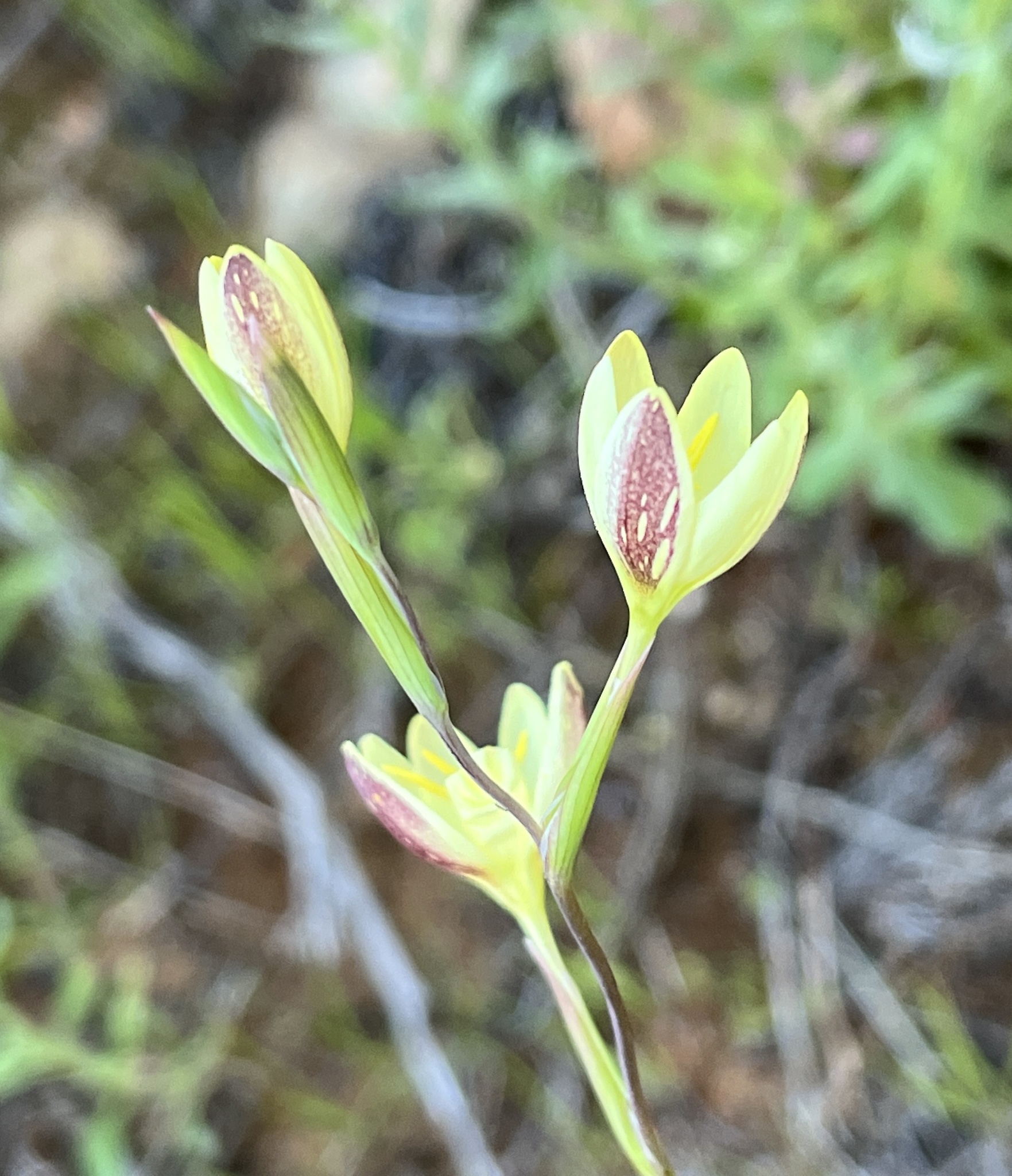 Hesperantha acuta