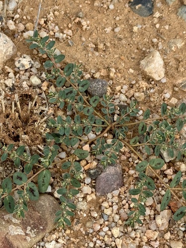 Image of Euphorbia abramsiana by (c) CK2AZ, some rights reserved (CC BY)
